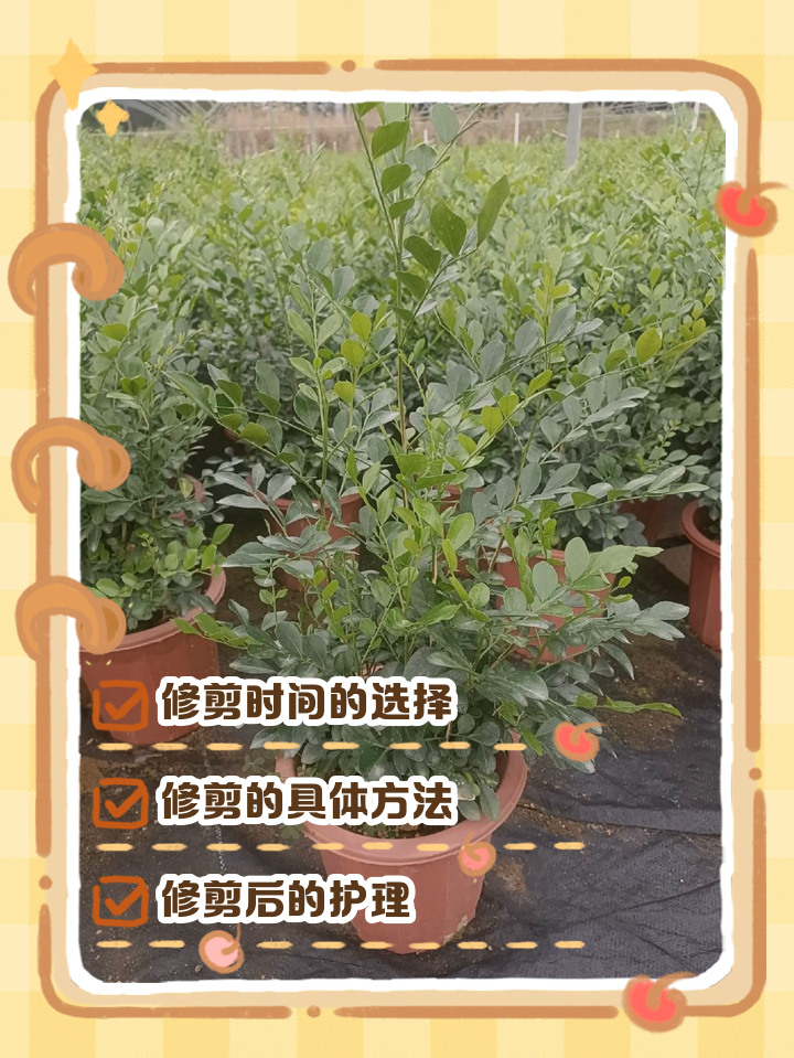 九里香苗多长时间会开花